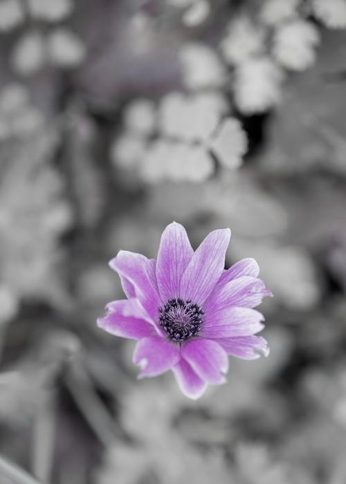 Wild Flower Purple Blossom