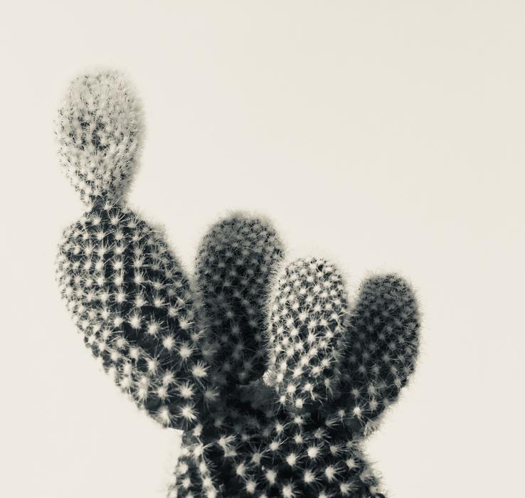 Cactus Plant Biology No