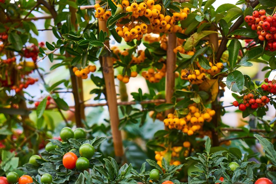 Plant Garden Spring