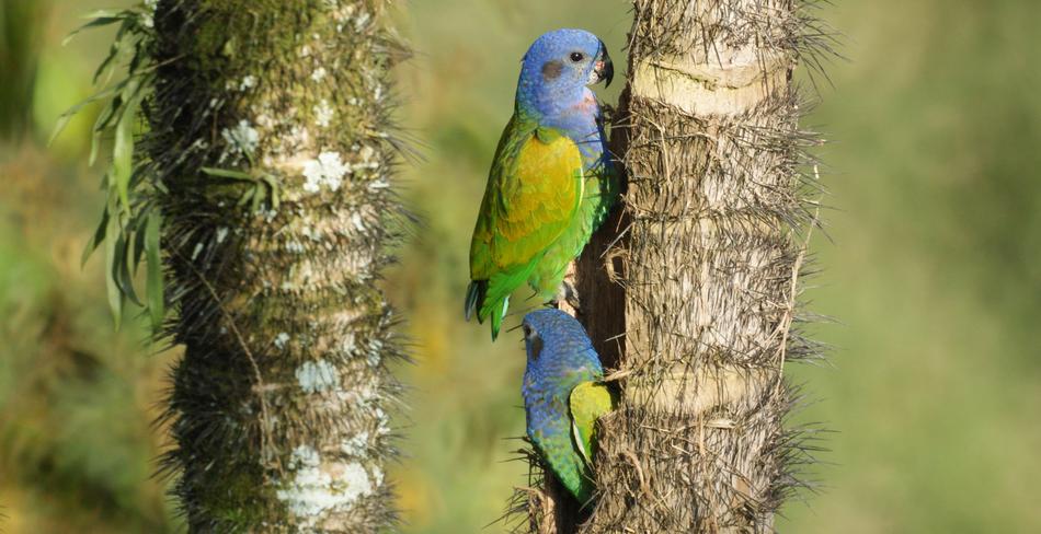 Nature Tree Birds Wildlife