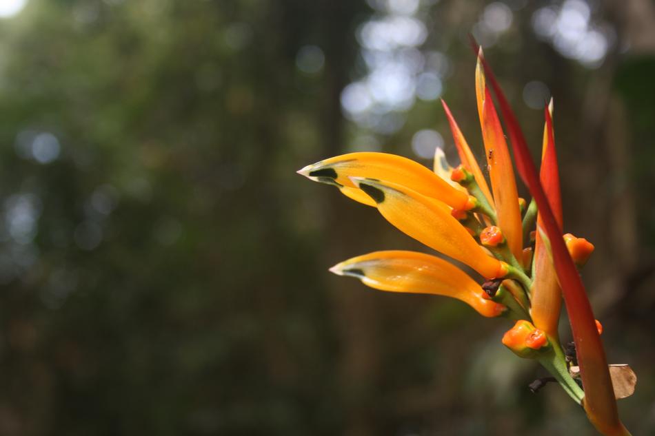 Nature Open Air Flower