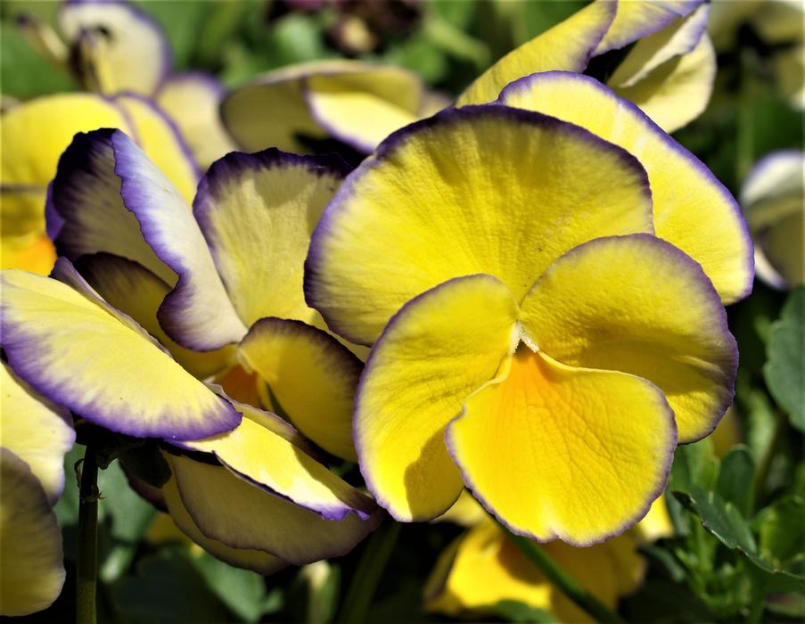 Flower Nature Flora