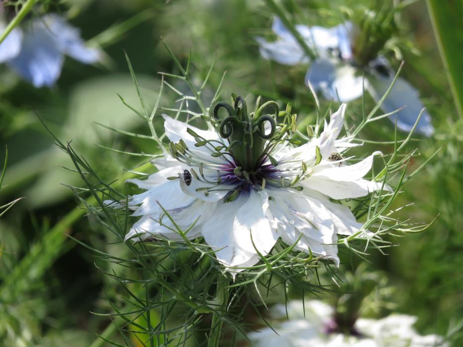Nature Flower Plant