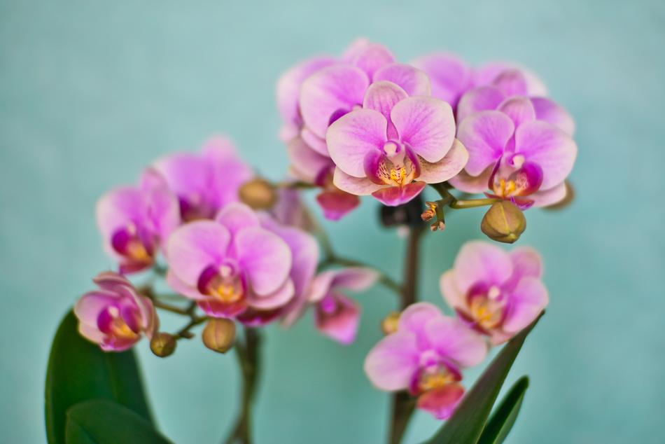 Flower Plant Nature