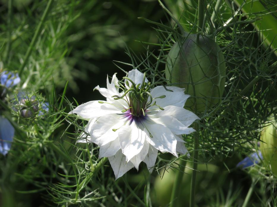 Nature Flower Plant