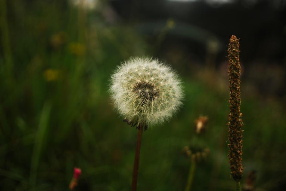 Nature Flower Plant