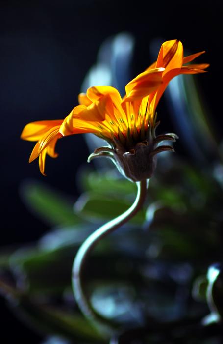 Flowers Garden Flower