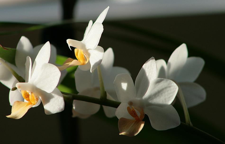 Flower Plant Nature