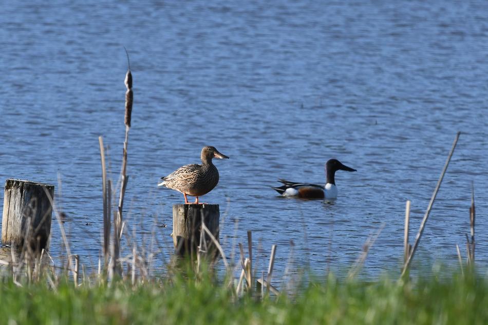 Birds Body Of Water Lake
