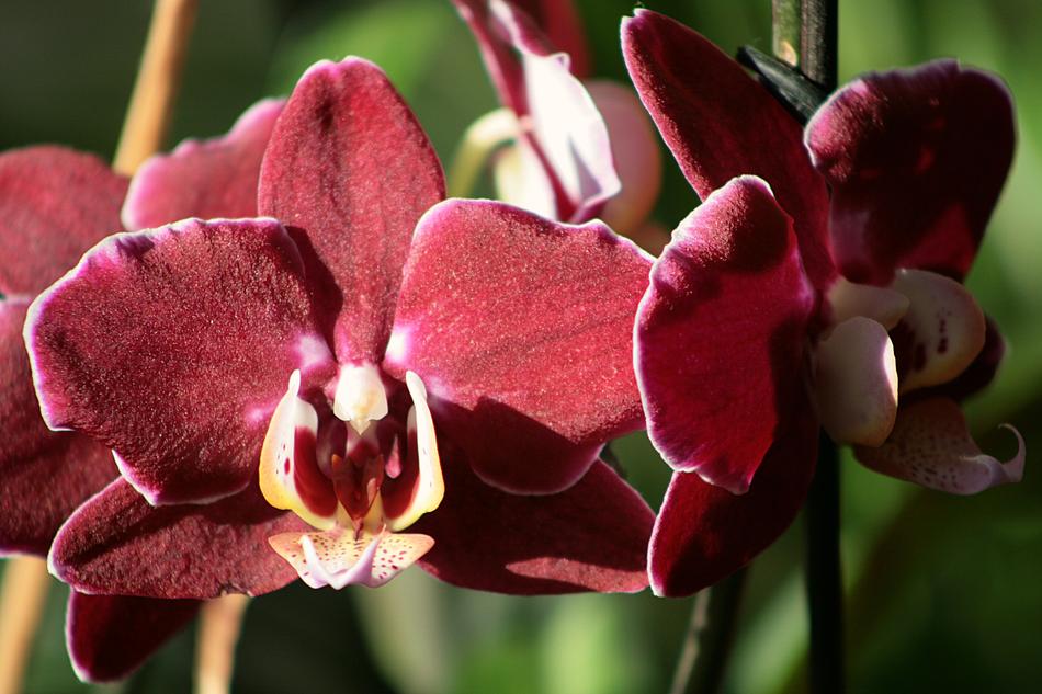Flower Plant Nature