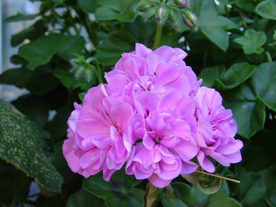 Rose Geranium Pink Flowers
