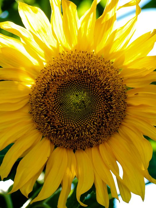 Plant Nature Flower