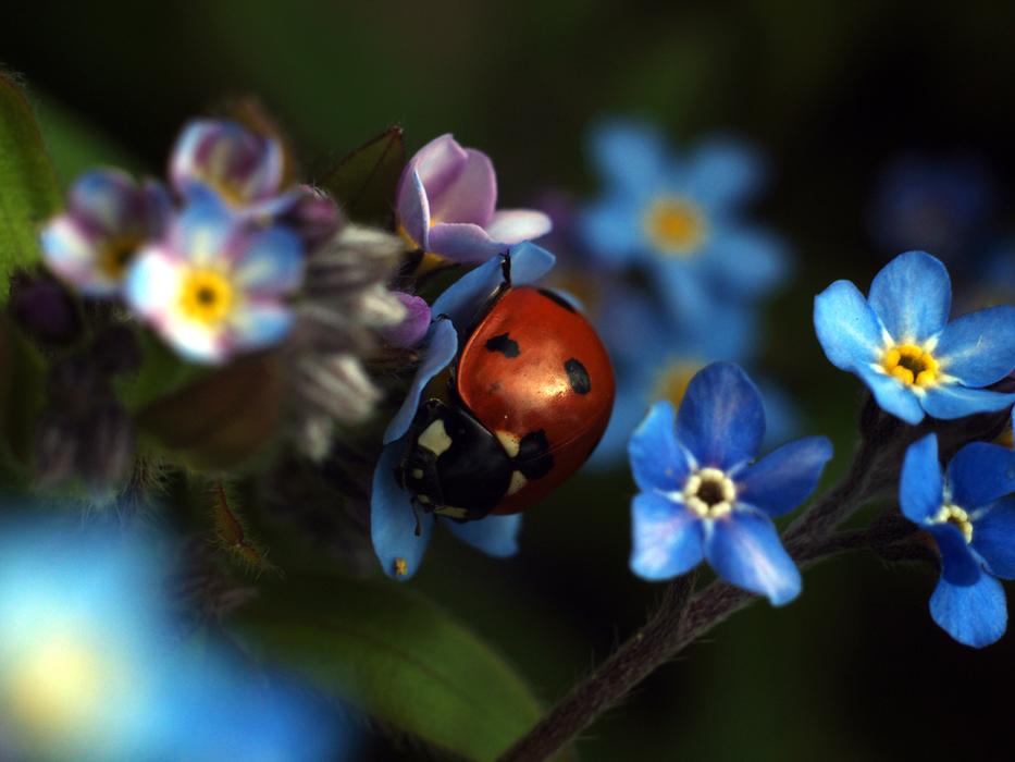 Nature Flower Plant