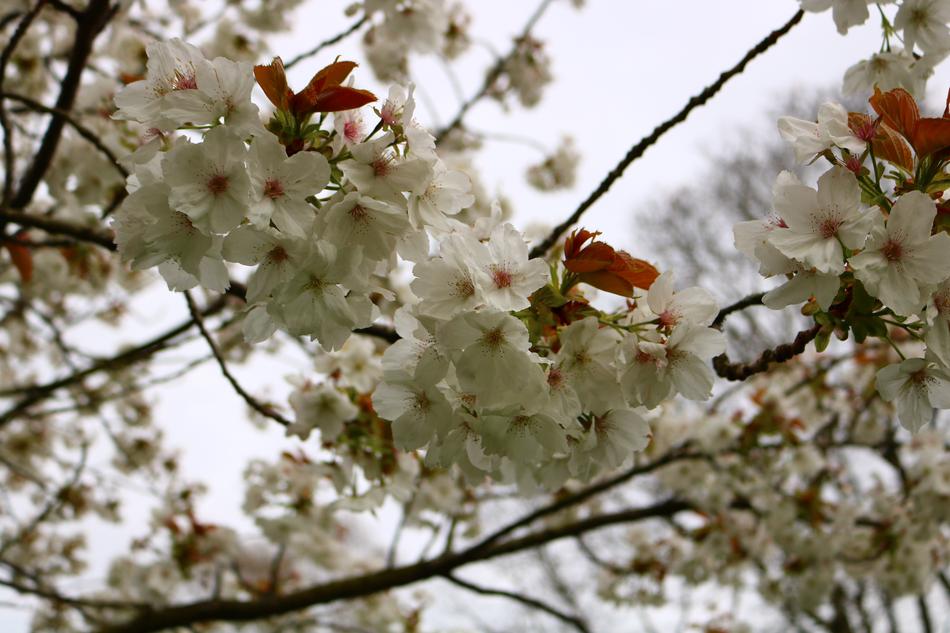 Flower Floral Nature