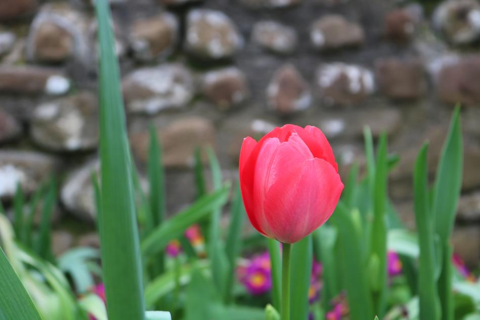 Flower Flowers Tulip