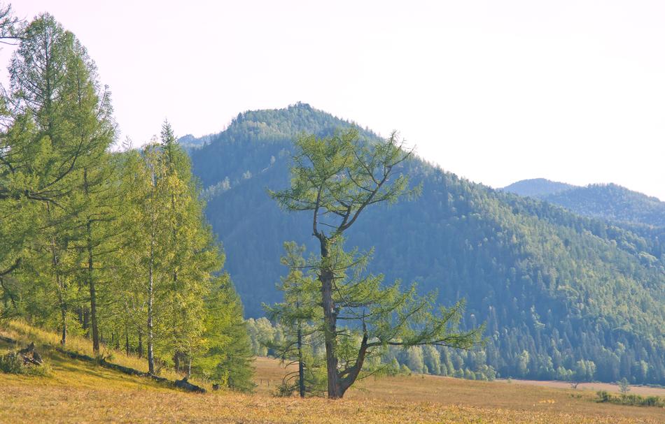 Nature Tree Landscape