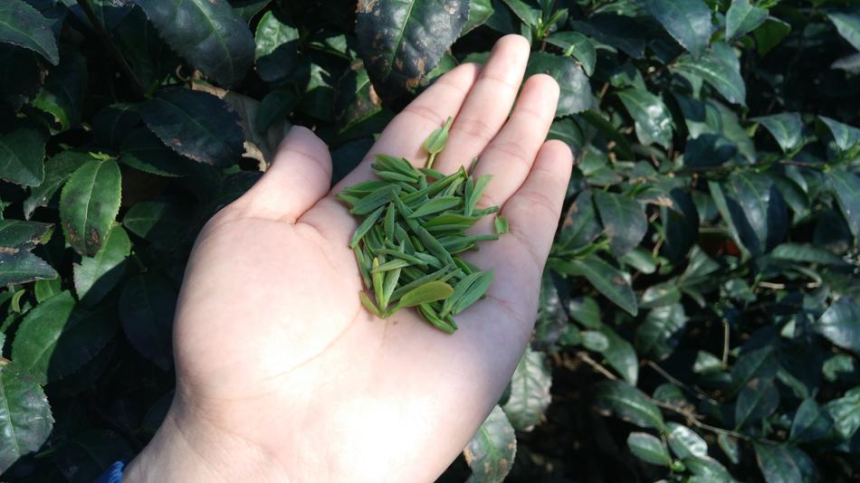 Leaf Plant Nature