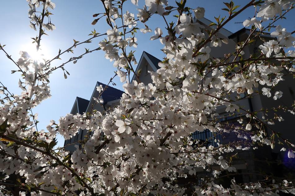 Cherry Tree Blossom