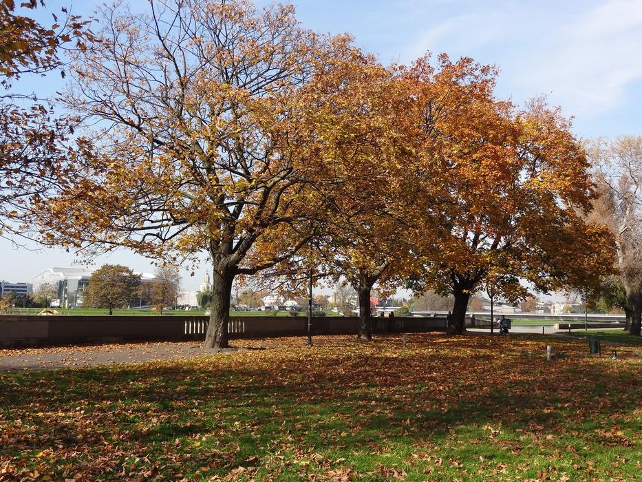 Autumn Tree Nature