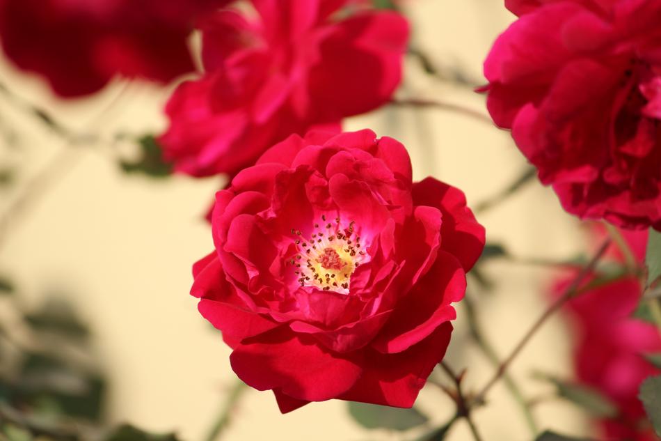 Rose Rosa Flower
