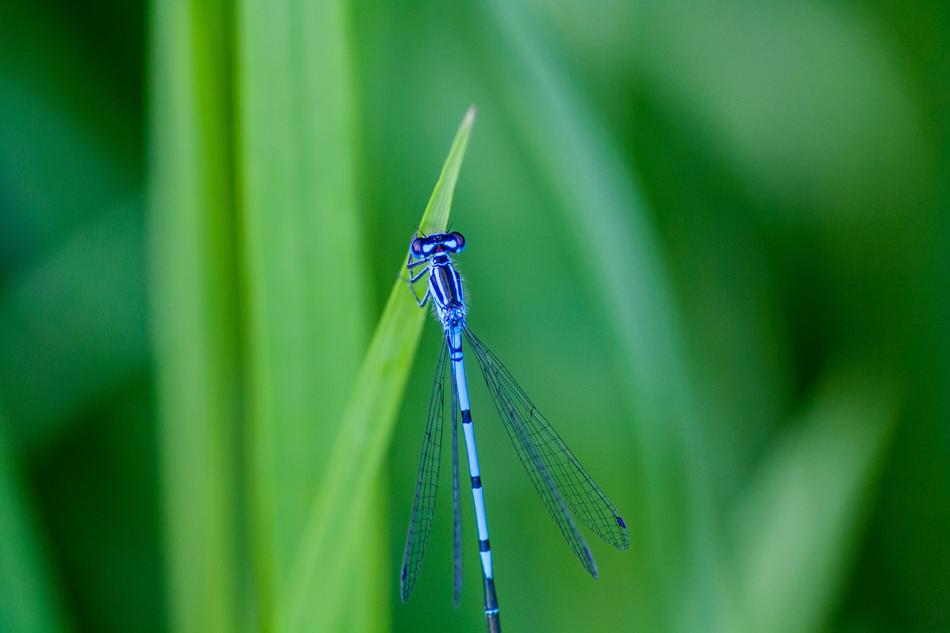 Nature Insects Dragonfly