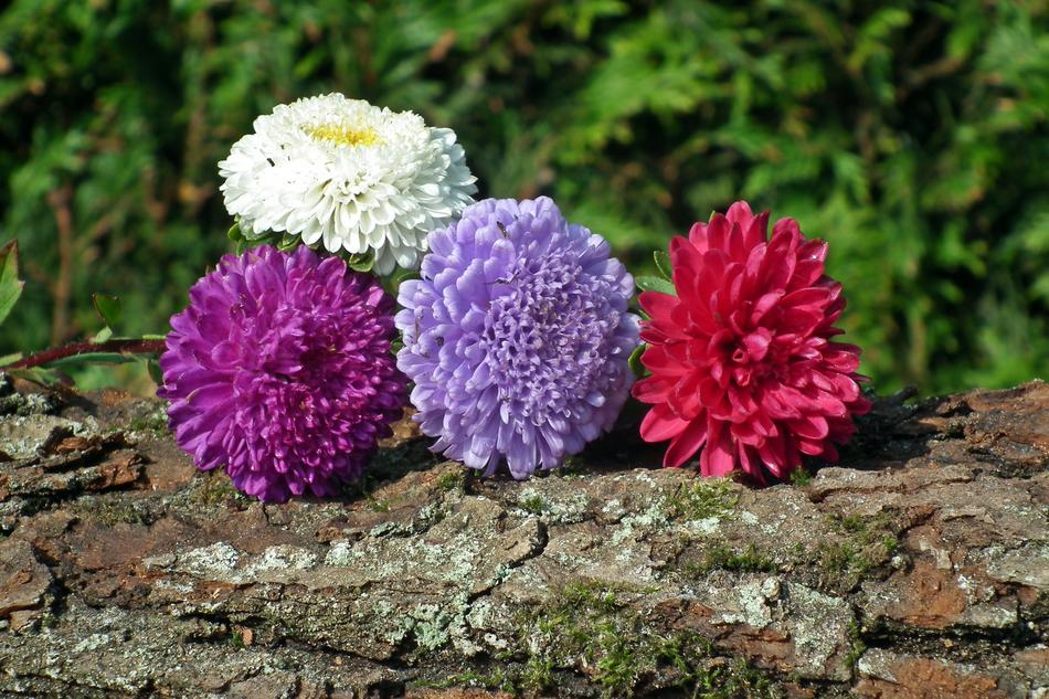 Nature Flower Aster