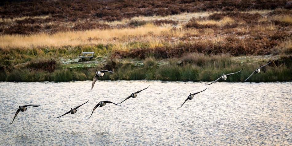 Flying Birds Geese