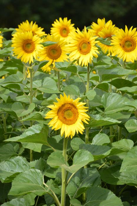 sunflowers yellow field greenm