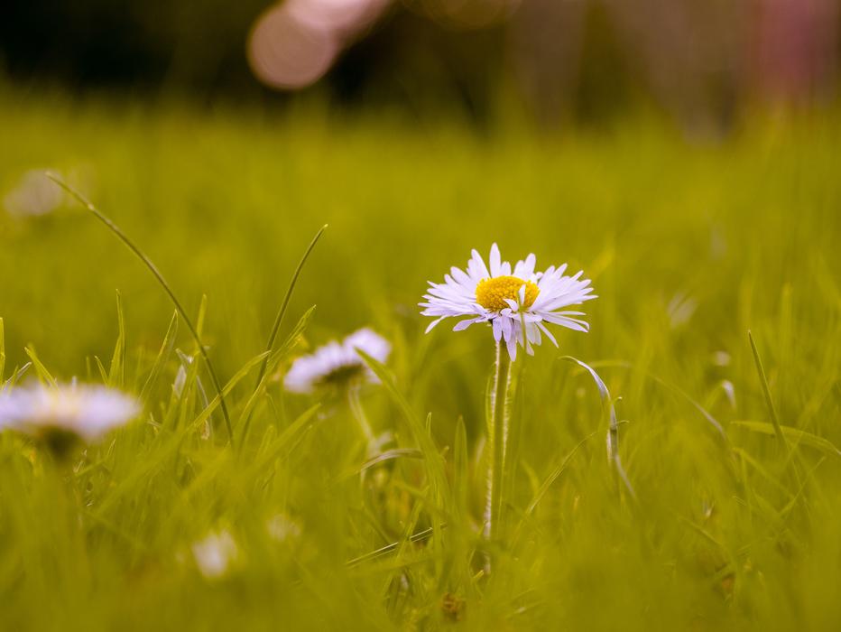 Grass Meadow Field