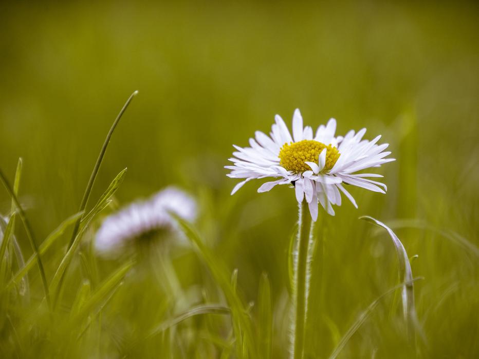 Nature Grass Field
