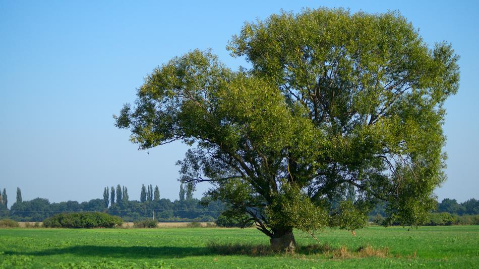 Tree Field Slovakia