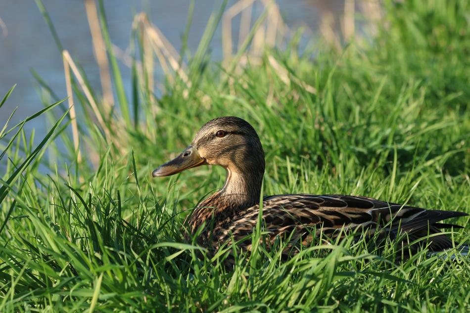 Mallard Duck Water Bird