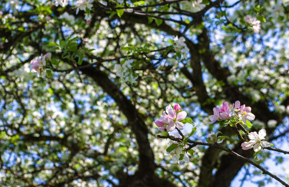 Tree Flower Nature