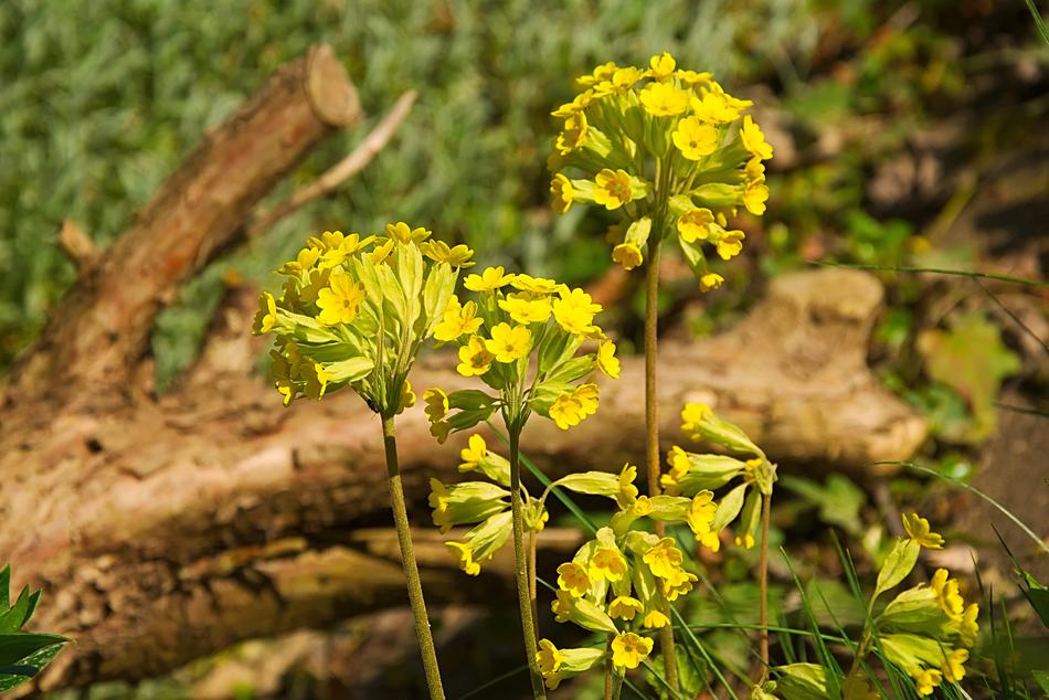 Nature Flower Plant