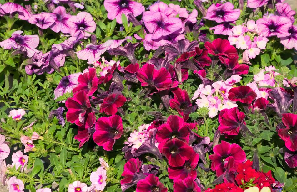 Flower Plant Garden