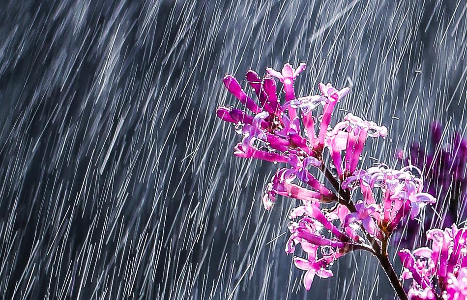 Nature Flower Rain Beautiful