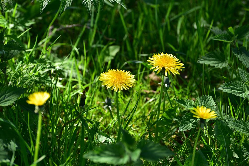 Nature Summer Plant
