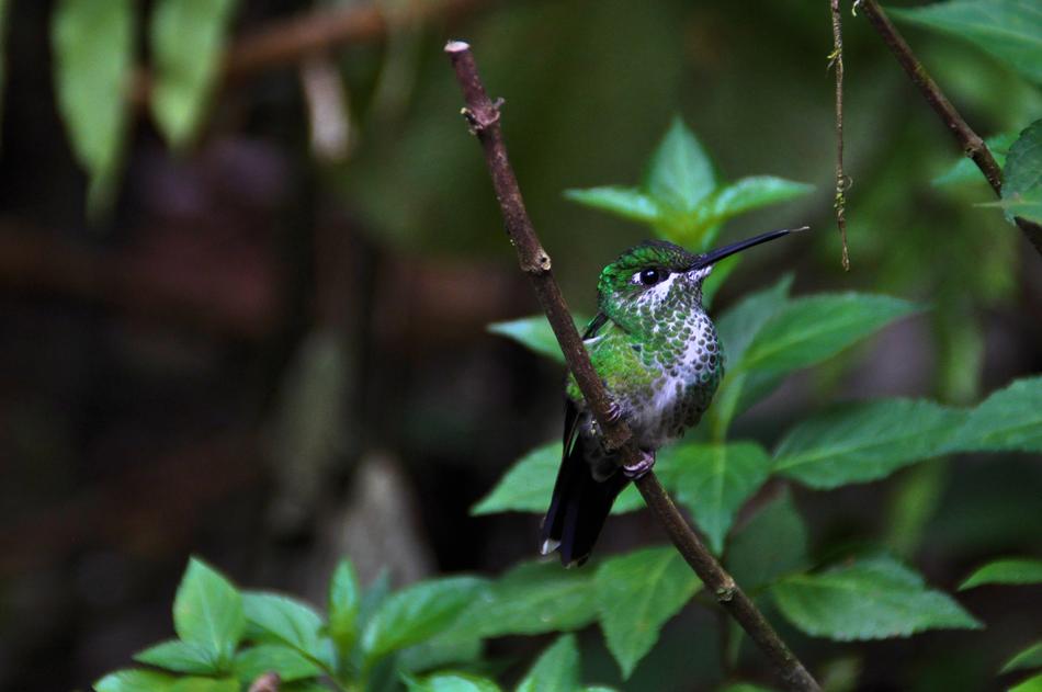 Animal World Bird Nature
