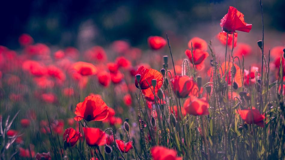 Plant Field Nature