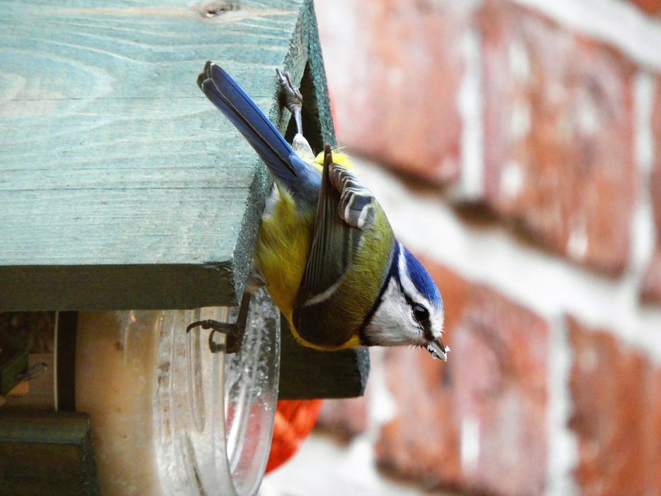 Nature Birds Animal