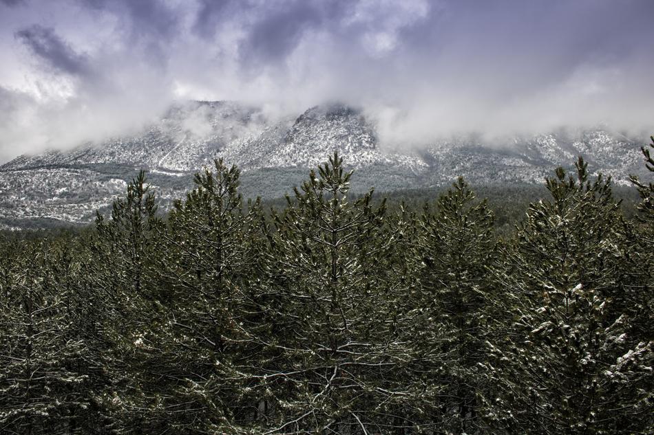 Nature Landscape Tree