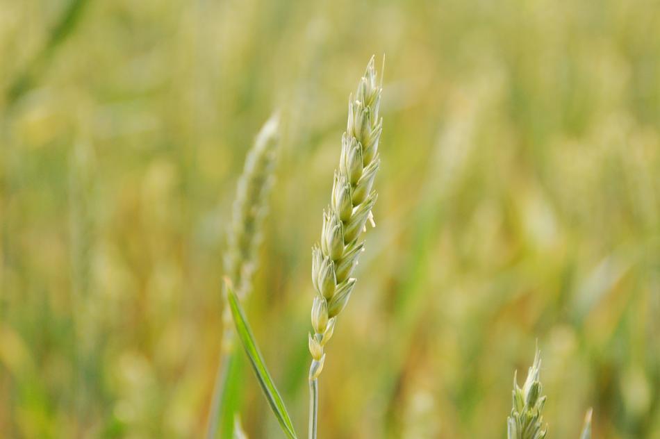 green wheat in the field blooming