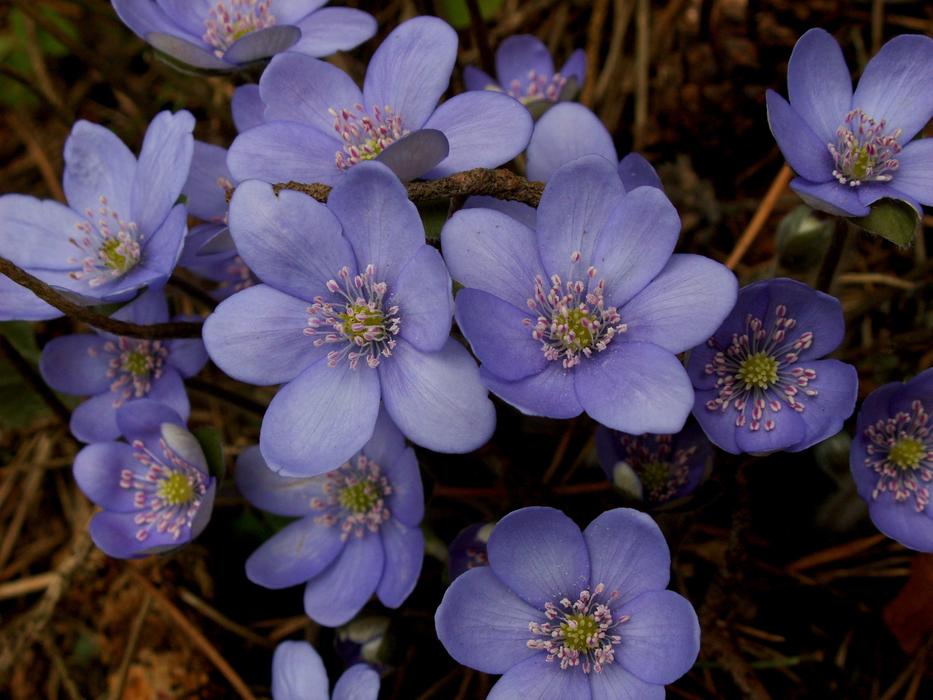 Flower Nature Plant