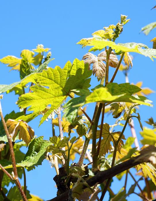Vine Wine Leaf