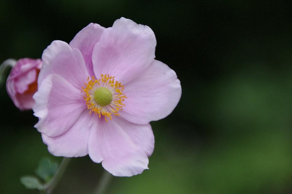Flower Plant Nature
