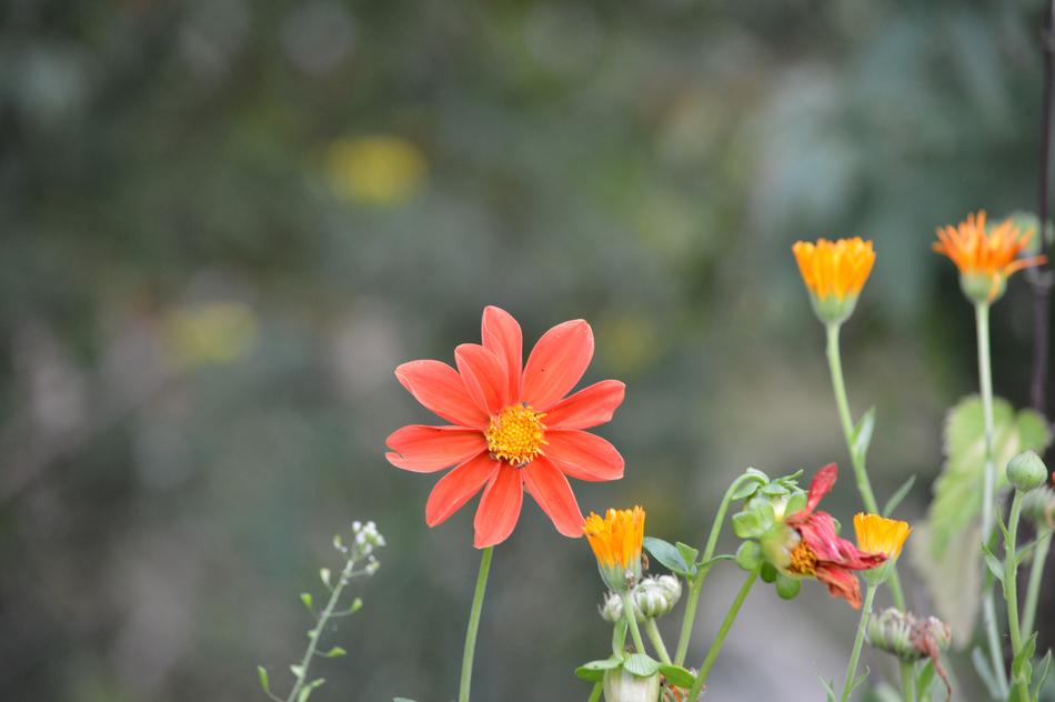 Flower Nature Garden blur