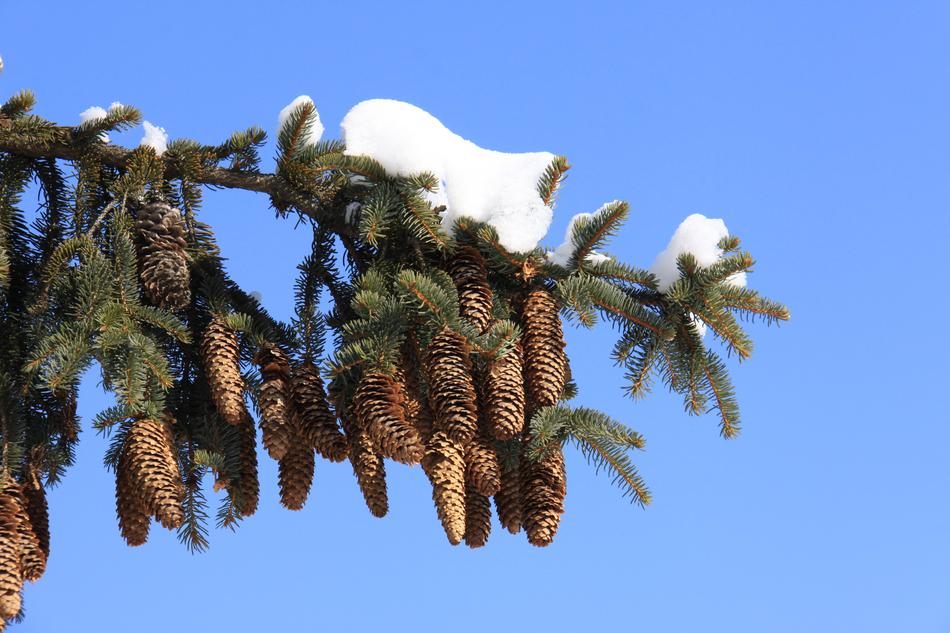Tree Nature Sky