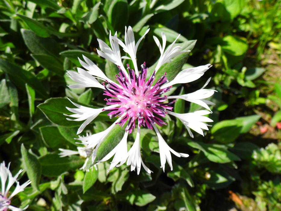 Cornflower