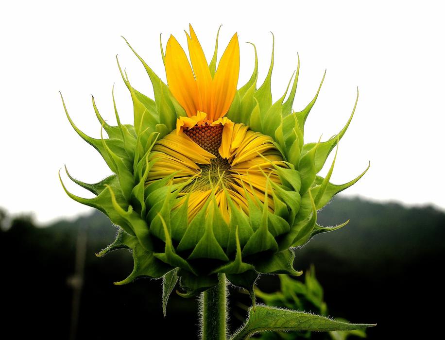 Sunflower Nature Leaf