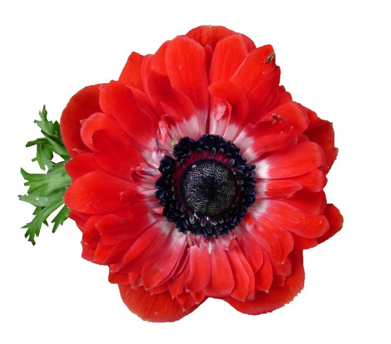 Anemone Red Flower